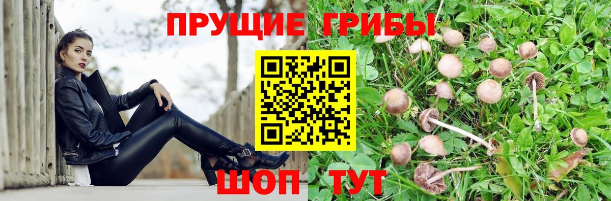 Пугачёв  Галлюциногенные грибы Cubensis  Вход с VPN 